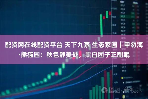 配资网在线配资平台 天下九寨 生态家园︱甲勿海·熊猫园：秋色静美处，黑白团子正酣眠